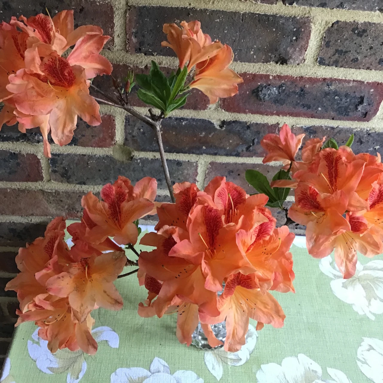 Unknown Exbury hybrid
